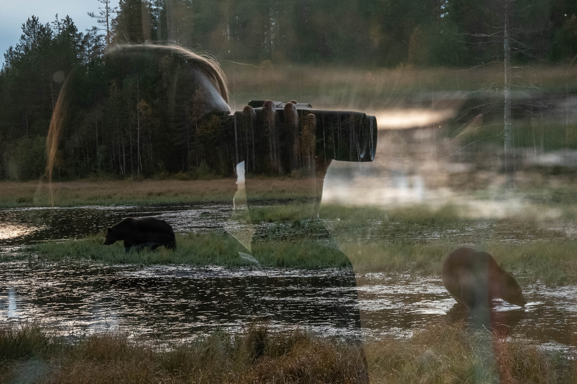 Karhujen katselu Karhu-Kuusamon kojulla